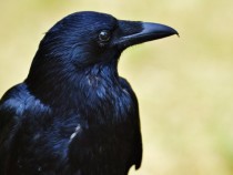 Ученые узнали, насколько злопамятны вороны