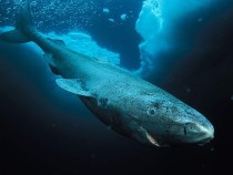 Самым долгоживущим позвоночным на Земле стала 400-летняя акула