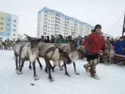 На Ямале нашли живые бактерии, которым 50 тысяч лет