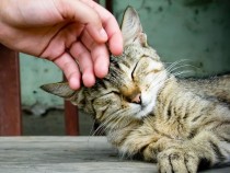 Гладить котов опасно для жизни — Ученые