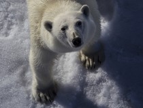 Земля потеряла 58% животных с 1970 года — WWF