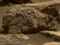 На Марсе найдены окаменелые останки медведя — ученые