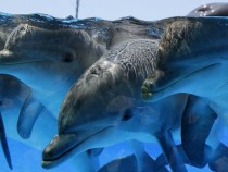 Дельфины обращаются друг к другу по имени — Ученые
