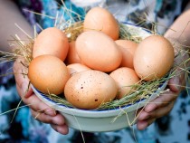 Ученые отыскали новое полезное свойство куриных яиц для детей
