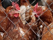 Россельхознадзор с 5 августа ограничил транзит мяса птицы из Евросоюза через территорию России