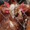Россельхознадзор с 5 августа ограничил транзит мяса птицы из Евросоюза через территорию России