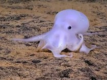 Американские ученые предположили, что осьминоги — потомки инопланетян
