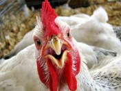 Российский экспорт курятины снизился на 26,3%