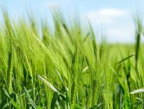 Противники генетически модифицированных продуктов знают меньше, чем думают