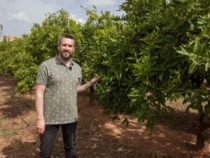 Изменение климата ставит под угрозу коммерческую жизнеспособность цитрусовых, виноградников и оливковых деревьев