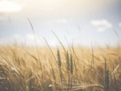 Россия продолжит выполнять обязательства по поставкам продовольствия в африканские страны