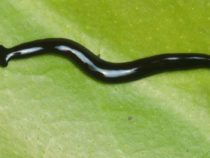 Открыт новый вид плоских червей: Humbertium covidum