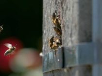 Ученые: Дикие медоносные пчелы все еще существуют в Европе