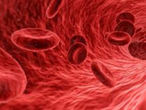 Ученые: Нейроны управляют реакцией, которая поддерживает кровяное давление во время кровопотери