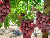 Исследование выявило разнообразные вкусовые характеристики 38 сортов винограда