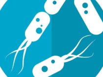 Микробиом кишечника может изменить реакцию на терапию рака