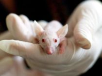 Технология искусственного интеллекта помогает исследователям заглянуть в мозг мышей