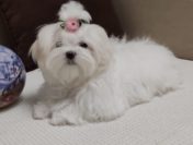 Щенки мальтезе мини