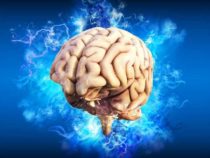 Ученые выяснили, как мозг связывает воспоминания