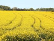Украинские аграрии столкнулись с невозможностью реализации урожая