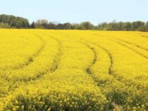 Украинские аграрии столкнулись с невозможностью реализации урожая