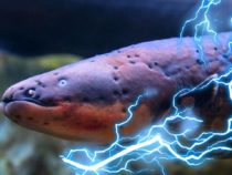 Как электрические рыбы смогли развить электрические органы