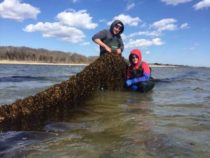 Водоросли смягчают закисление океана