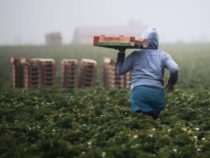 Искусственный интеллект сможет сделать нашу еду безопаснее