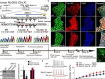 Генная мутация, приводящая к аутизму, вызывает чрезмерную стимуляцию клеток мозга