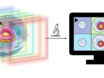 Новый микроскоп может делать 3D-изображения клеток, работая в естественной среде