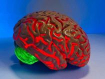 Избавление от рака мозга с помощью длинных игл открывает двери для новых методов лечения