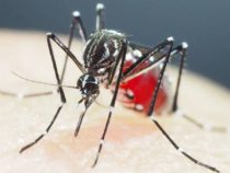 В Никарагуа вирусом Зика заразились 38 человек