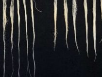 Ученые открыли ключ к засухоустойчивым растениям пшеницы с более длинными корнями
