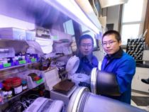 Разрабатывается гибкая электроника для растягивающегося OLED-дисплея