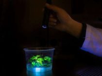 Новый подход объединяет гены для более быстрой трансформации растений