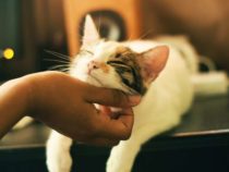 У детей, у которых есть кошки, более чем в два раза выше риск развития шизофрении