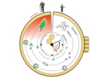 Предлагают новый способ измерения старения и риска заболеваний с помощью часов агрегации белка