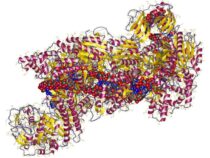Новый диагностический тест на основе CRISPR обнаруживает патогены в крови без амплификации