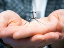 Робот-пчела RoboBee получает ноги для мягкого приземления