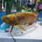 Китай продемонстрировал BG-5 Golden Dragon Fish – подводного робота, созданного по принципу биомимикрии